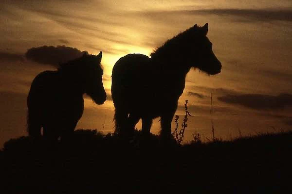 poneys au crépuscule
