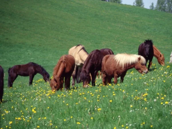 Les poneys dans leur pré après la journée de classe verte