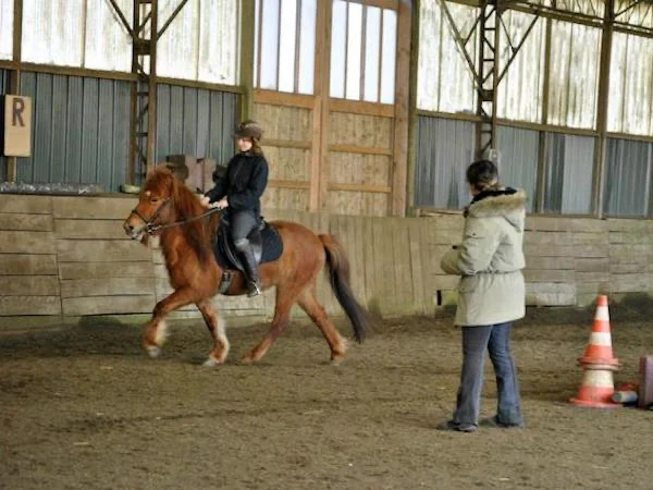 cours d'équitation islandaise