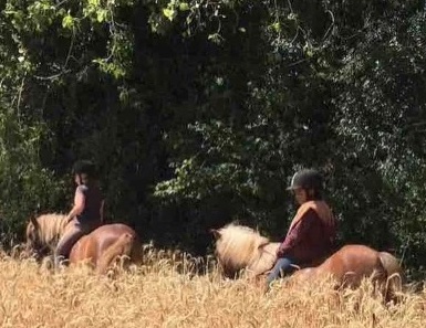 Poney pour Collégiens