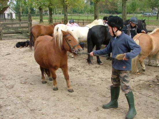 Activité poney -11ans (classe à la carte)