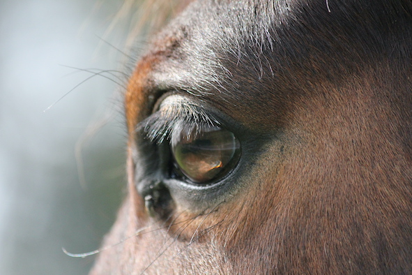Méthode Blondeau, remise en confiance du cheval