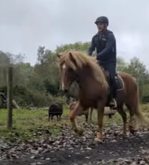 Profiter de notre savoir faire suivant la méthode Blondeau pour le travail de votre cheval : débourrage ou rééducation
