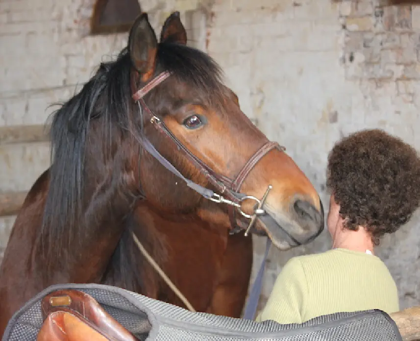 Profiter de notre savoir faire suivant la méthode Blondeau pour le travail de votre cheval
