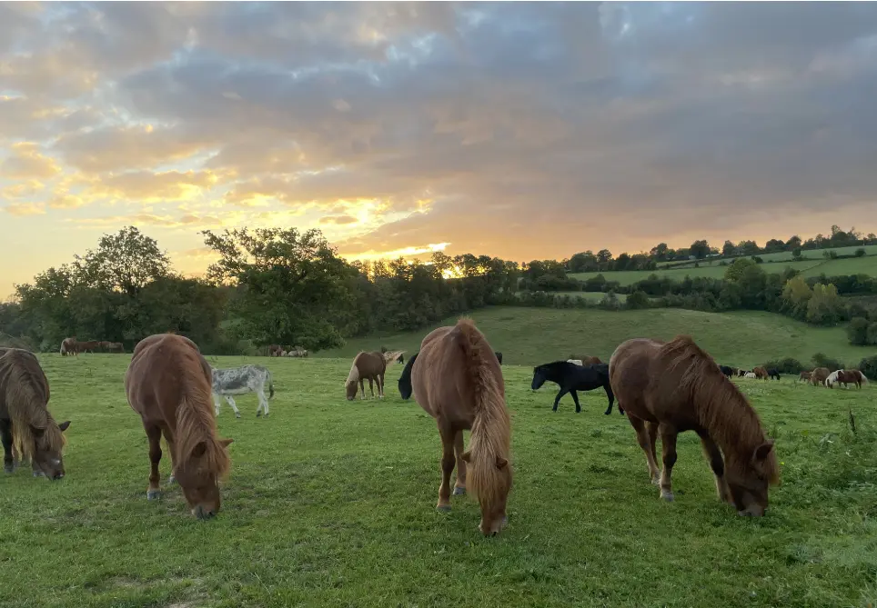 Avec des prairies pour vivre en troupeau