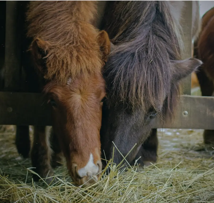Elevés au plus proche de leurs besoins fondamentaux, nos poneys sont calmes et amicaux. Regardez ces deux yearlings qui partage un même morceau de foin