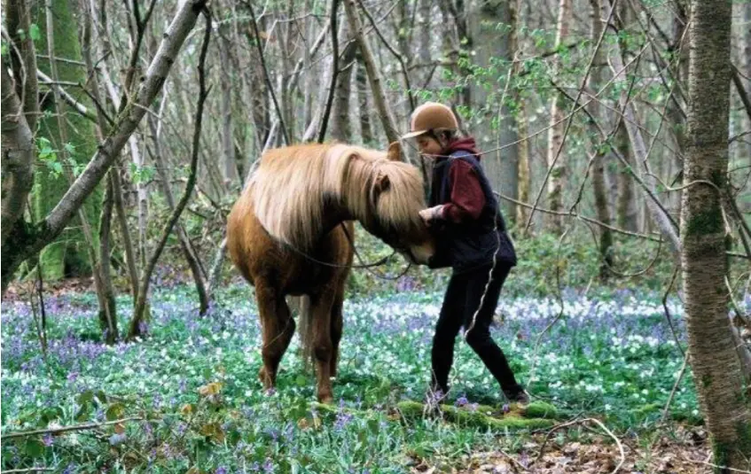 Séjour transplanté hors de l'institut au milieu des poneys, dans un autre environnement