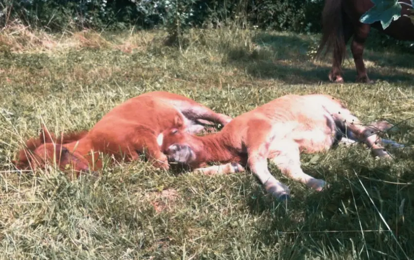Nés sur place, ils grandissent dans nos herbages. Voici deux poulains enlacé dans leur sieste