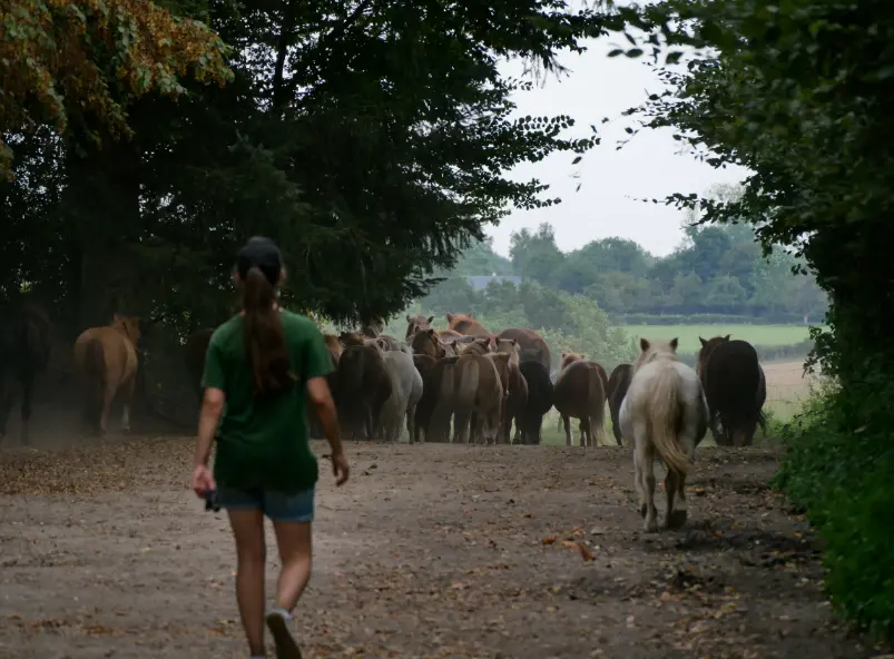 Cette jeune accompagne son poney parmi le troupeau qui retourne au pré après une journée à la ferme