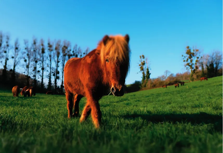 Choisir le poney-club de Bois Guilbert, c'est privilégier le projet pédagogique autour du poney, de la nature et de l'apprentissage de la vie en groupe.